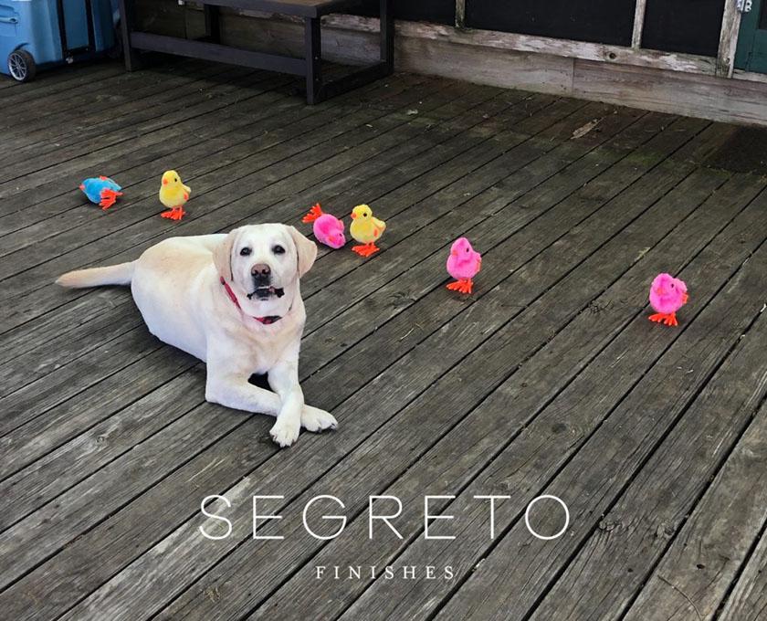 dog and chicks on patio
