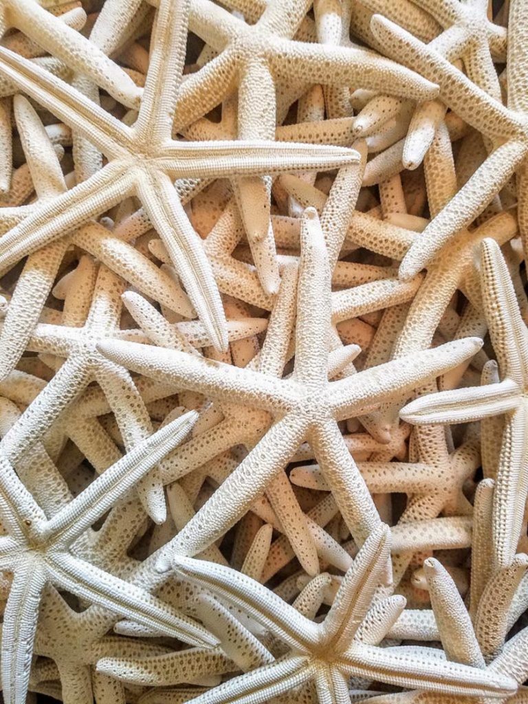 starfish