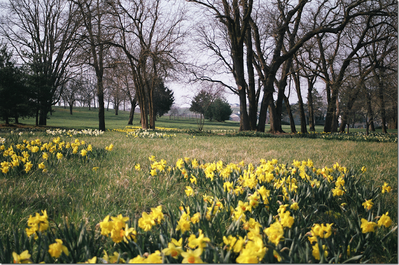 Landscaping by Reed Dillon & Associates