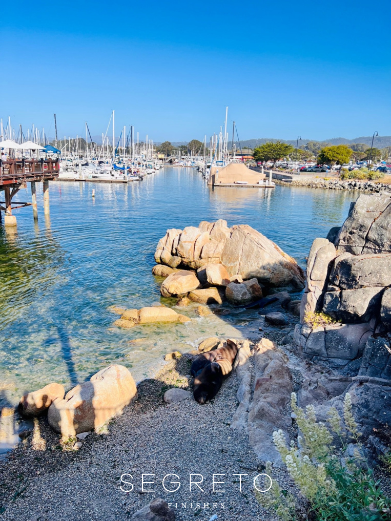 Sealions at Carmel-by-the-sea