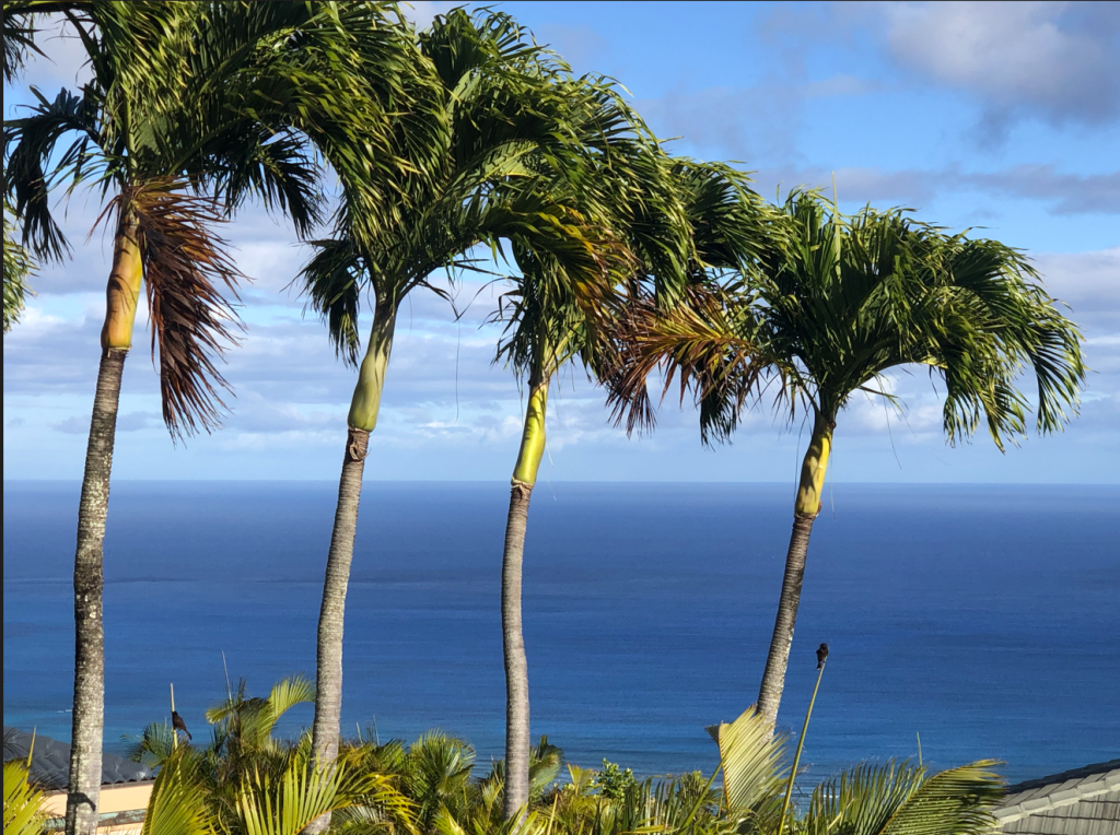 Segreto Finishes goes to Hawaii