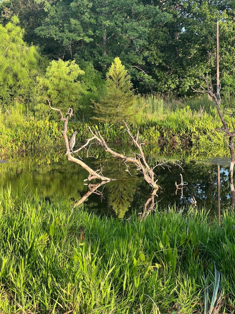 Houston Arboretum, Finding inspiration this fall